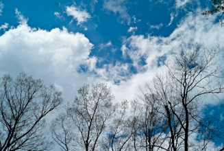 Trees and Clouds