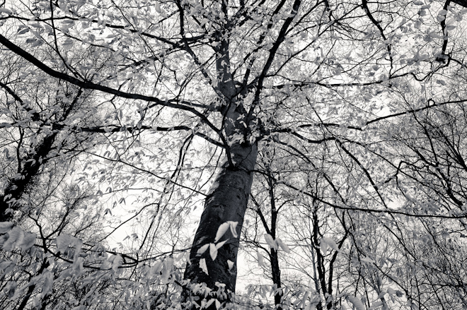 winter beech tree