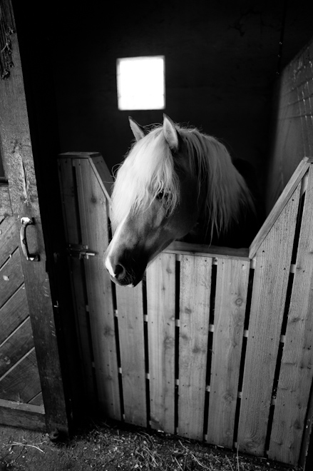 Haflinger