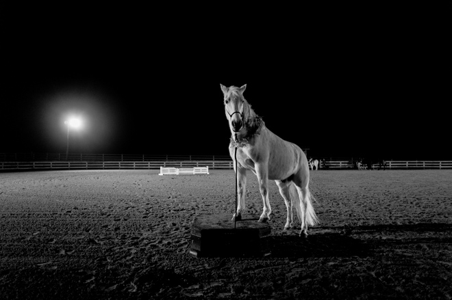 Horse Show