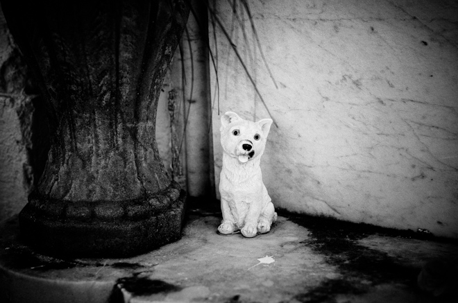 cemetery dog