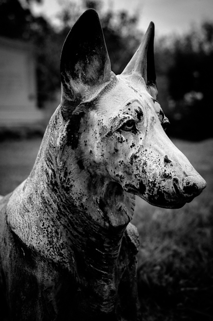 Cemetery Dog