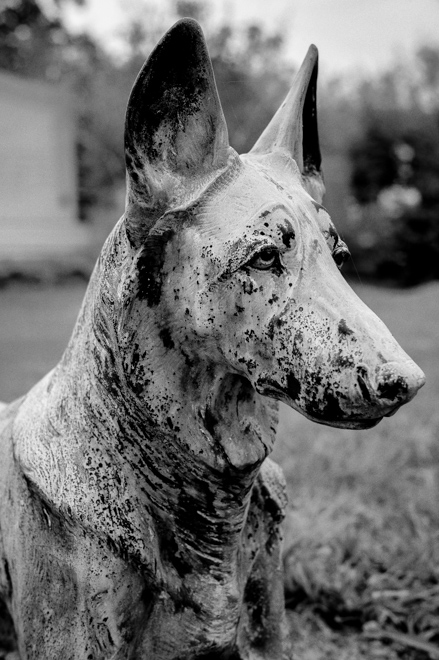 Cemetery Dog