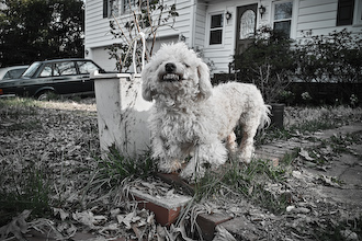 smiling dog